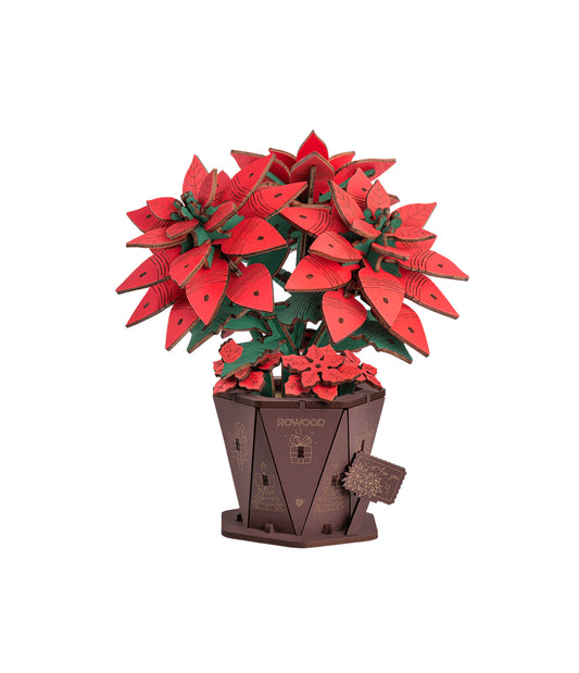 Poinsettia