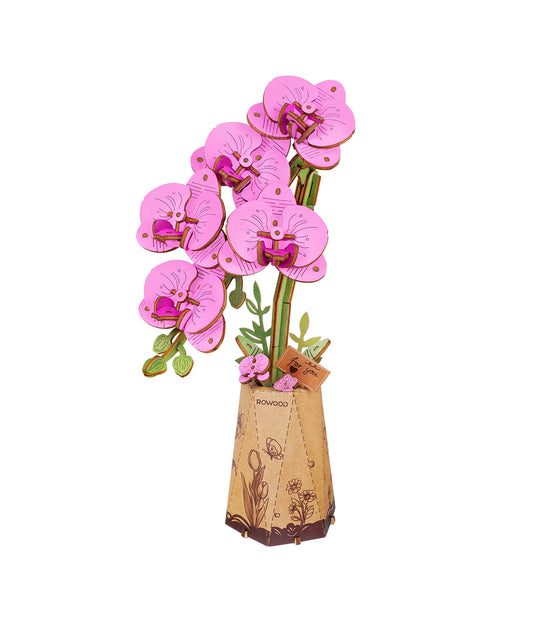 Purple Moth Orchid / Lila Orchidee